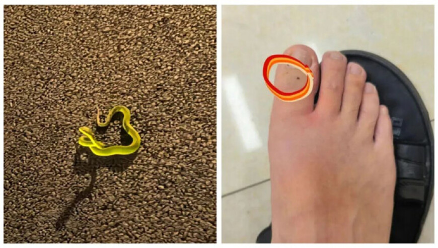 饺子终于从1亿画到百亿,澳门精准一肖一码免费软件,整体规划执行讲解_精简版V4.52